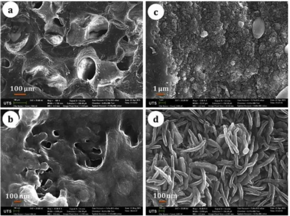 Fig. 1. SEM picture of (a) coral solid piece showing the retained porous morphology after conversion, b) coral solid piece before conversion for comparison, c) coralline piece after conversion to hydroxyapatite, d) converted coral piece showing platelets/n
