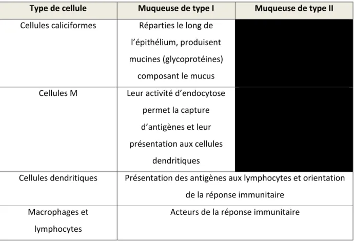 Tableau 6 : Composition cellulaire des deux types de muqueuses, d’après [59] 