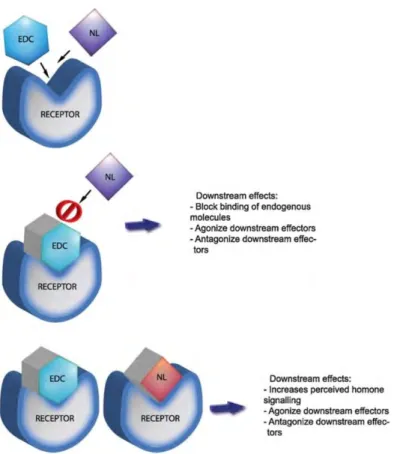 Figure 1 : Les différents modes d’action des PE adapté de Rogers et al. (Rogers et al., 2012)