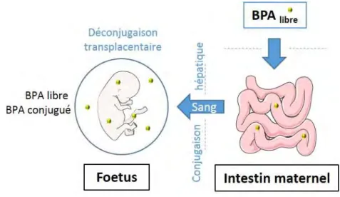 Figure 10 : Schéma simplifié du passage maternel du BPA vers le fœtus. Figure adaptée de  Houdeau, 2011