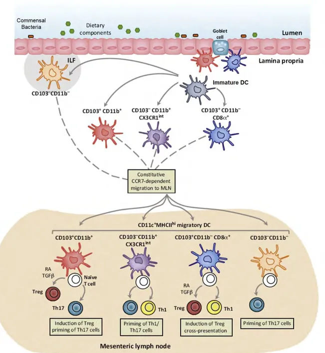 Figure 21 : Phénotypes des DC intestinaux et migratoires. Adaptée de Cerovic et al., 2014