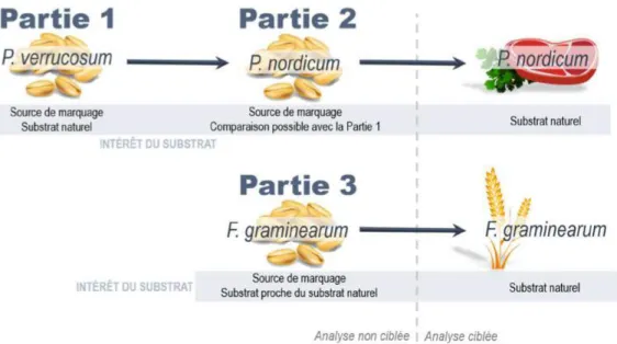 Figure 1. Présentation des travaux expérimentaux réalisés au cours de la thèse. 