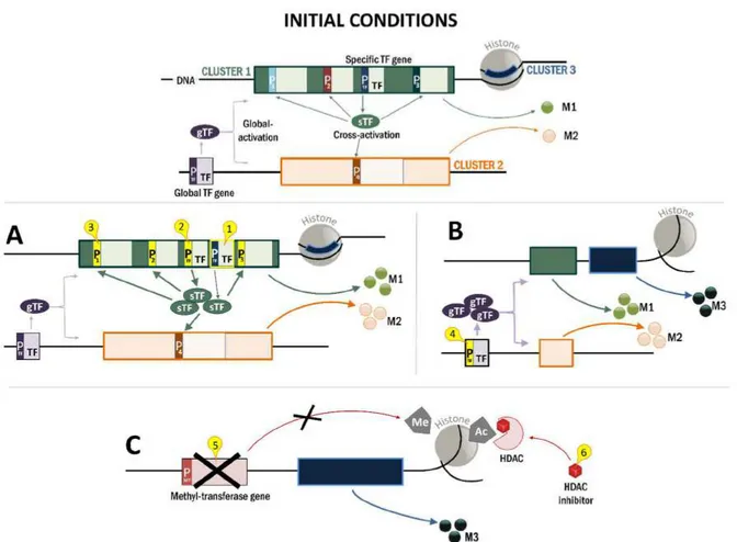 Fig. 5  Strategies for the transcriptional modulation of fungal clusters. The modifications are expressed in comparison with the  initial  conditions  (scheme  on  top)