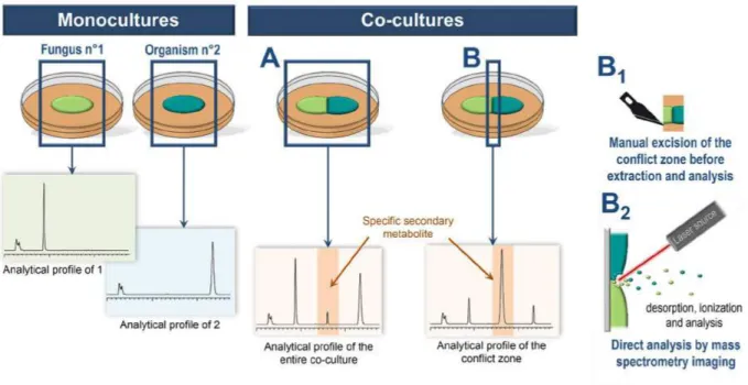 Fig. 7  Co-culturing  of  microorganisms  for  the  identification  of  secondary  metabolites