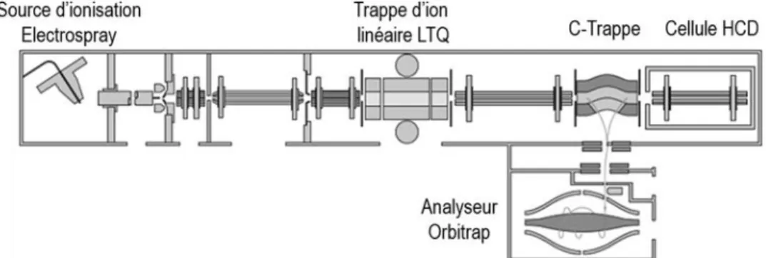 Figure 15. Schéma d’un spectromètre de masse LTQ-Orbitrap.  Source : Thermo Scientific