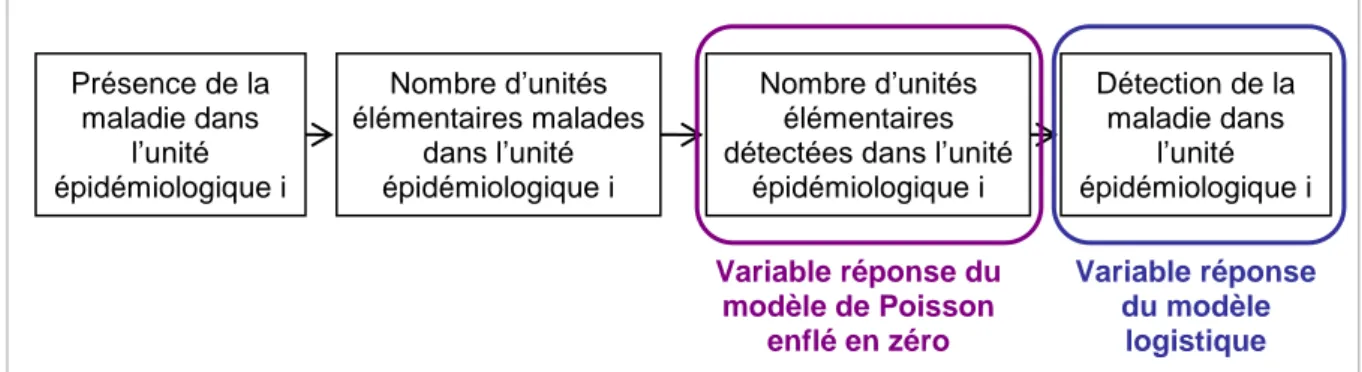 Figure 7 : Variables créées lors des simulations et variables réponses des deux modèles étudiés 