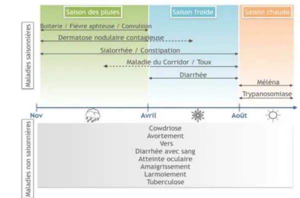 Figure 9 : Schéma résumant la perception des éleveurs concernant la saisonnalité des maladies, données  issues des calendriers saisonniers