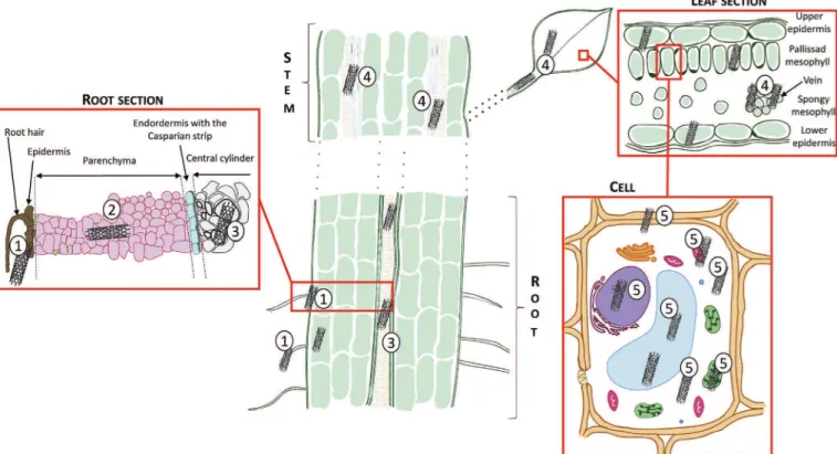 Fig. 4. Root length of wheat (Triticum aestivum) exposed in hydroponics to different types of CNTs (DWCNTs non-functionalized (DWCNTs nf), DWCNTs functionalized (DWCNTs f) and MWCNTs (Larue et al