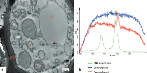 Fig. 2. a. TEM image of MWCNTs in wheat's roots; roots of wheat (Triticum aestivum) exposed to 100 mg/L of MWCNTs dispersed in gallic acid for 7 days; CNT is indicated by arrow; (C.W) cell wall; (P) plaste; (V) vacuole