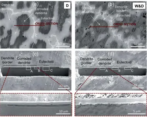 Fig. 8 C for both samples, a marked transition between the centre and the border of the dendrites is revealed: the dendrite borders are poorly attacked and a corrosion ﬁlm of a few tens of nm is emphasised