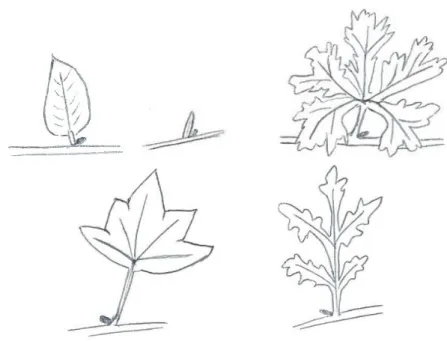 Figure 23 : Exemples de feuilles simples 