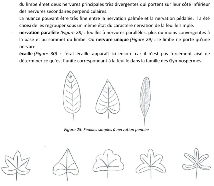 Figure 24 : Nombreuses écailles 