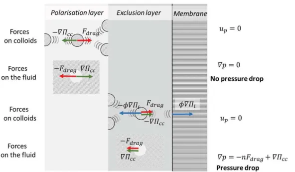 Fig. 11. Diagram of the main forces acting on the colloids and on the ﬂuid in the  po-larization layer (ﬁrst column) and in the exclusion layer (second column) at the membrane surface