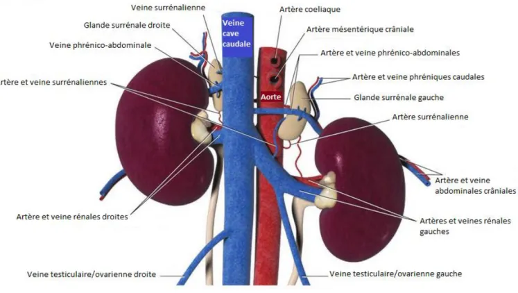 Figure 14 : Anatomie régionale et vasculaire des glandes surrénales, aspect ventral   d’après  [18]