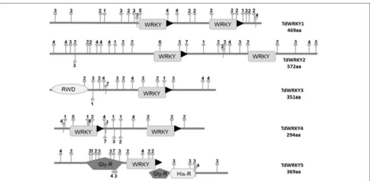 FIGURE 3 | Sequence features of the TdWRKYs protein. Domains or motifs: WRKY (WRKY domain), RWD, Pla_Zn (Plant Zinc Clust domain), PRO_R (Pro_Rich region), MET_R (Met_Rich region), NLS (Nuclear Localization Signal), LXLXLX (repressor motif), and Fila (Fila