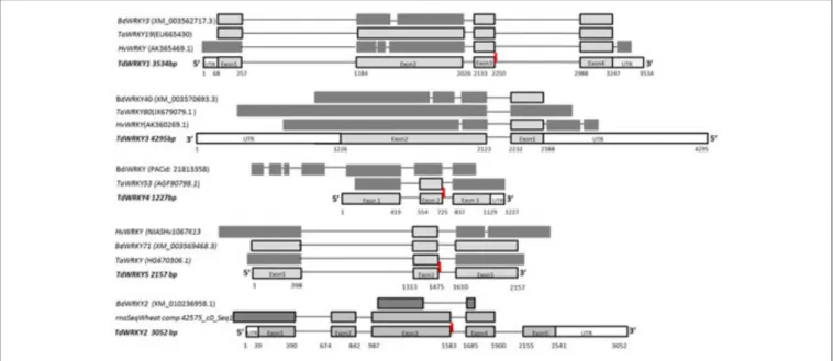 FIGURE 1 | Isolation of 5 TdWRKYs by screening of a durum wheat BAC library and Comparative Structure of TdWRKYs and orthologous from