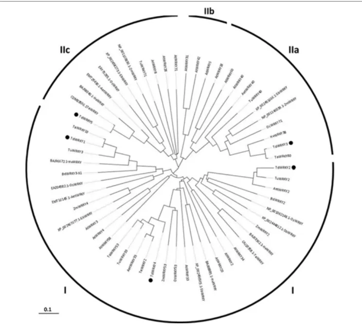FIGURE 2 | Phylogenetic analysis of the TdWRKYs proteins with orthologous members from cereals (T