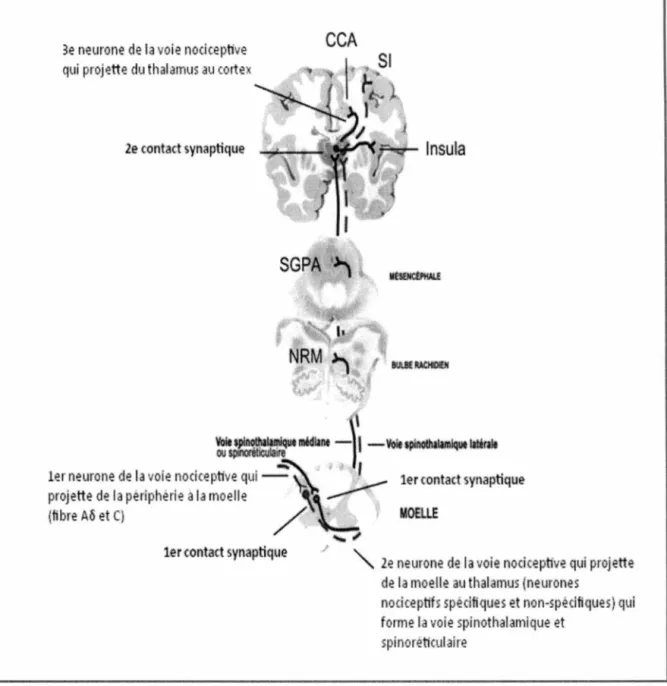 Figure 2. Voies ascendantes de la douleur 