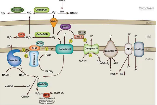 Figure 6 : La production de ROS à partir de O2 .   (Tang et al. 2014)