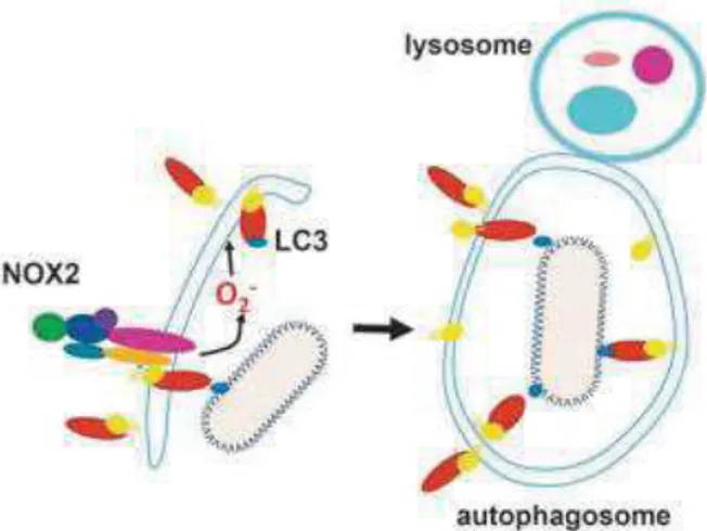 Figure 10 : Rôle des ROS dans l’autophagie  (Paiva, Bozza 2014)  