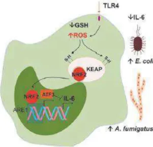 Figure 12 : Interaction entre les ROS et NRF2  (Paiva, Bozza 2014)  