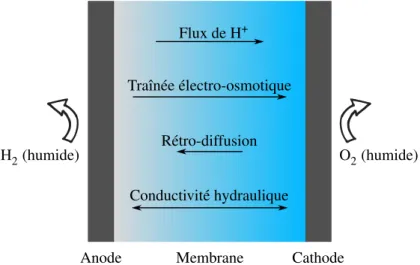 Figure 5 – Processus physico-chimiques au sein d’une membrane en fonction. Un flux net de protons va de l’anode vers la cathode