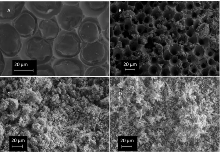 Figure 4: SEM images of clean-unconverted Hc calcified algae (A), converted Hc calcified  algae (B), clean-unconverted hard coral powder (C), and converted hard coral powder (D)
