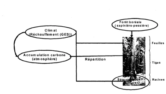 Figure  1 : Schema illustrant les interactions entre le climat, la foret et le carbone