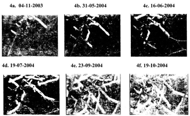 Figure 4: Exemple d'evolution du systeme racinaire pour une serie de sessions de  mesure (Tube 4, Lac Sergent 2004)