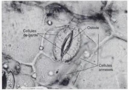 Figure 9 : Photographie d’un stomate et de ses différents composés : ostiole, cellules de garde  et cellules annexes (Hopkins, 2003)