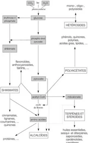 Figure 14 : Formation des métabolismes secondaires à partir d’un métabolite primaire : le  glucose d’après Bruneton, 2009