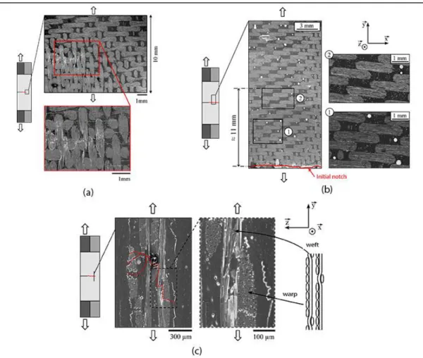 Figure 3: Micrographic views of the warp face (a) in notch tip, (b) after specimen failure and (c)  transverse view in notch tip 