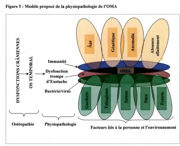Figure 5 : Modèle proposé de la physiopathologie de l'OMA  Immunité  Dysfonction  --+  trompe  d'Eustache  Bactérie/vir  s  \