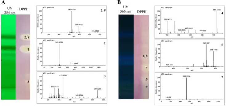 Fig. 4   DPPH TLC–MS dereplication of redox active compounds of F2 (a) and F3 (b)