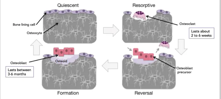 Figure 1: Bone Remodelling 