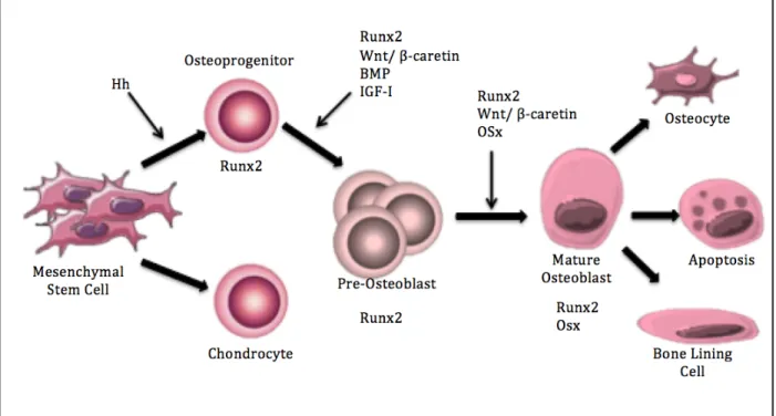 Figure 2: Osteoblast development 