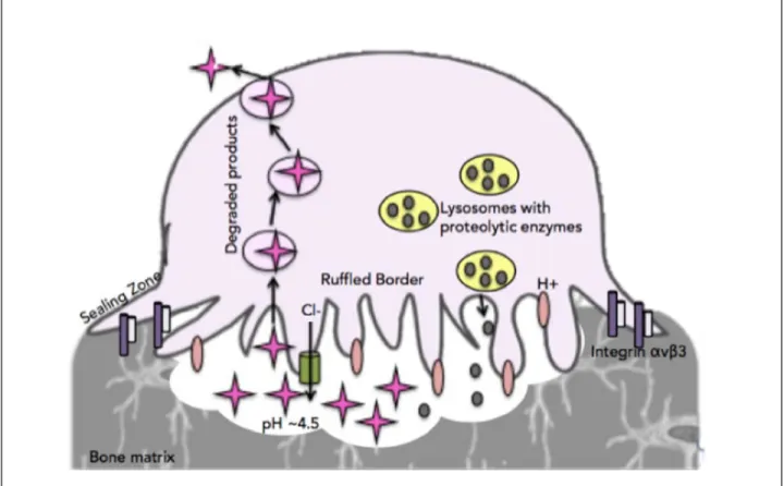 Figure 6: Osteoclastic Bone Resorption 