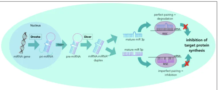 Figure 7: MicroRNA Generation 