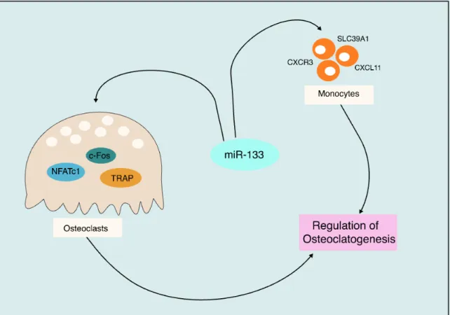 Figure 8: miR-133a mechanistic 