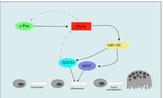 Figure 10: miR-155 mechanistic 