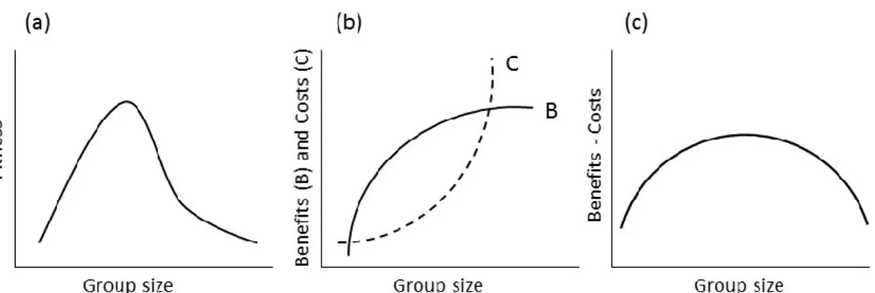 Figure 1.1. Optimal group size showing its fitness advantages, and its benefits  and costs