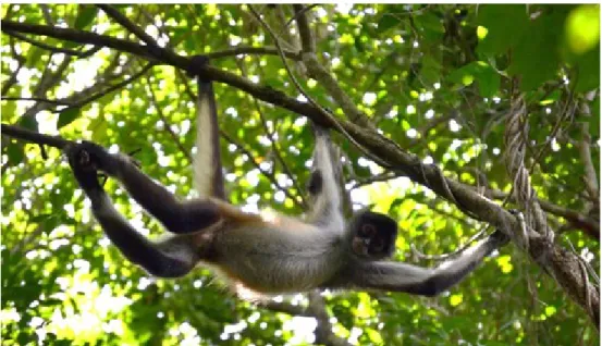 Figure 1.3. Adult male spider monkey (Ateles geoffroyi). 