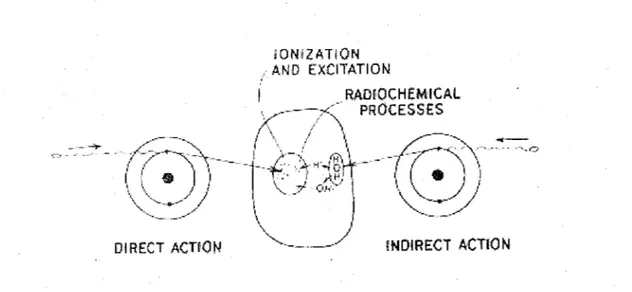 Figure  1.  Mode  of action of radiation  on  a cell.  ln direct  (and quasi-direct)  action  (shown on the left), an electron resulting from absorption of an incident photon enters  the nucleus and ionizes or excites the DNA
