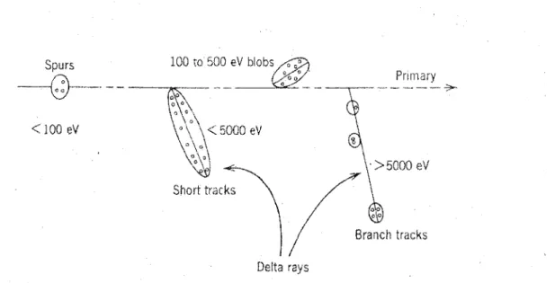 Figure  3.  Track  structure  classification  by  track  entities  so-called  spurs  (spherical 