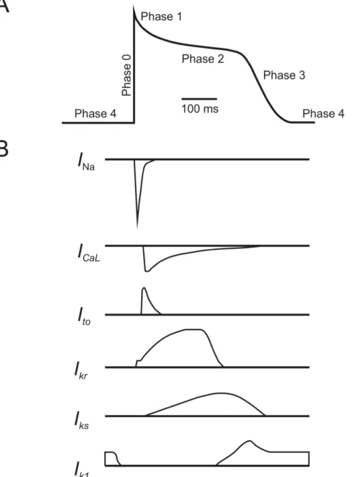 Figure 3. Cardiac currents 