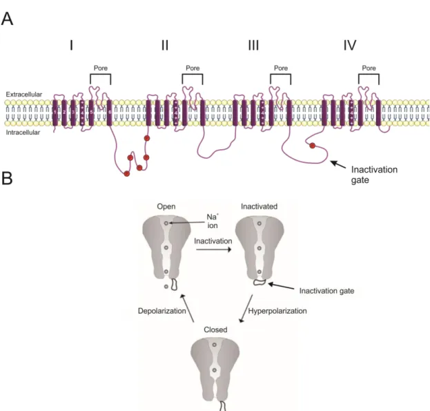 Figure 4. Structure of the voltage-gated sodium channel Na V 1.5 