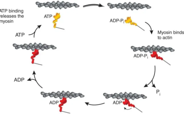 Figure 6. Schematic representation of the crossbridge cycle of contraction  