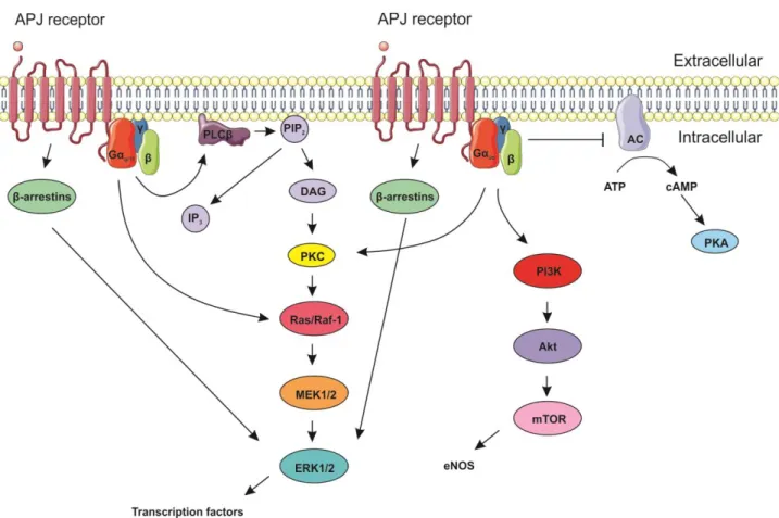 Figure 8. Schematic representation of apelin-APJ receptor signaling pathways 