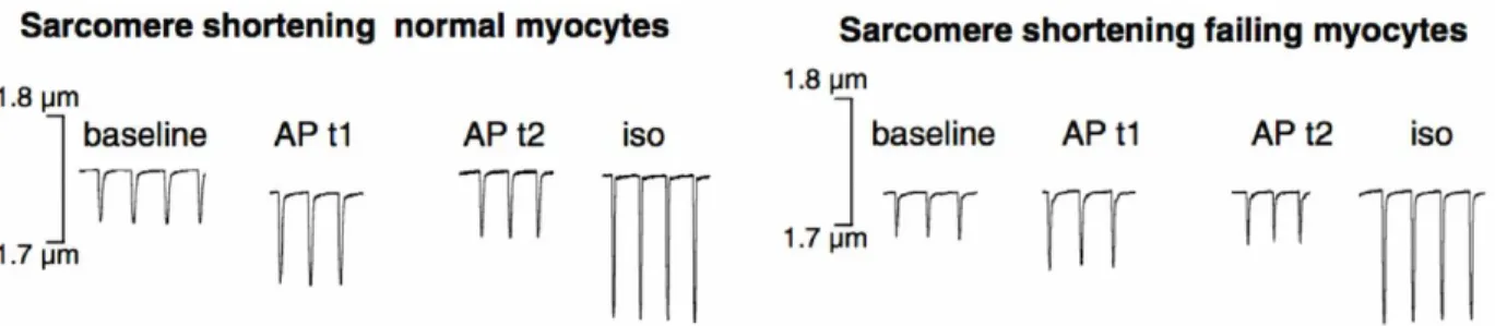 Figure 10. Apelin increases cardiac excitability 