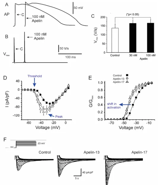 Figure 11. Apelin increases cardiac contractility and modulates cardiac sodium  current  